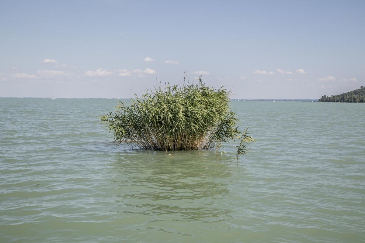 Balaton nádas